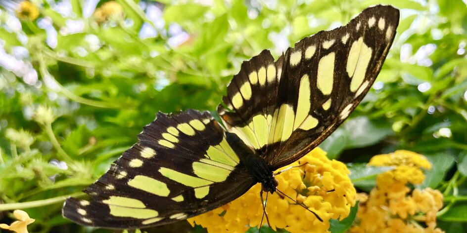 Tip na výlet | Motýlia záhrada v Liptov Aréne Tatralandia