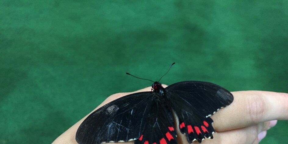 Dotkni sa prírody a objav pestrofarebný svet motýľov!