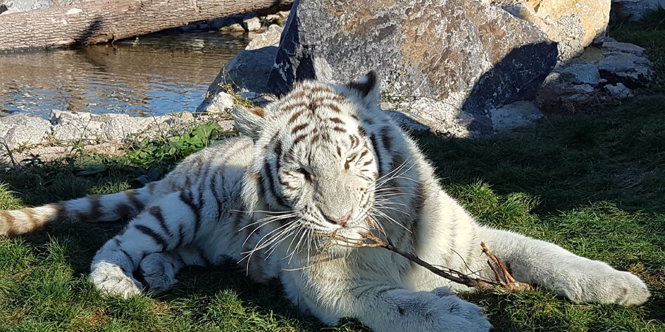 TIP NA VÝLET: Malkia park a tigre