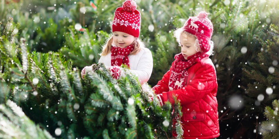 Vianočné stromčeky – rezané i v kvetináči