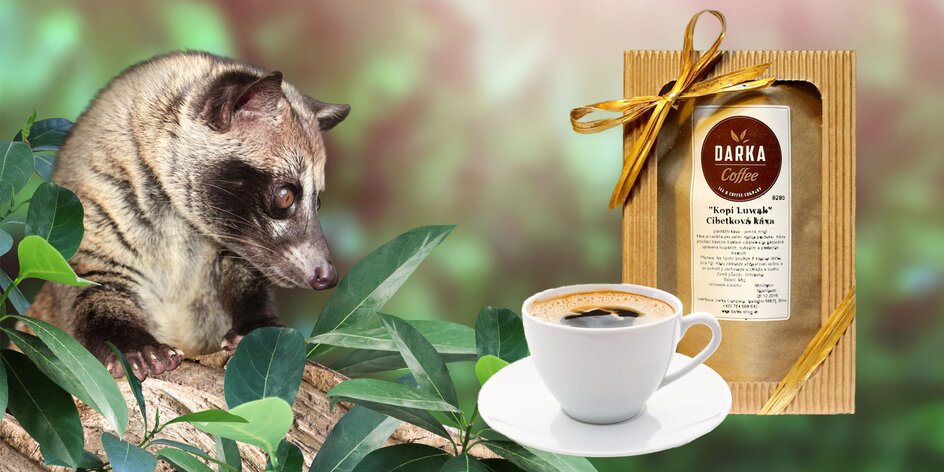 Vzácna cibetková káva: Kopi Luwak 100 % Arabica