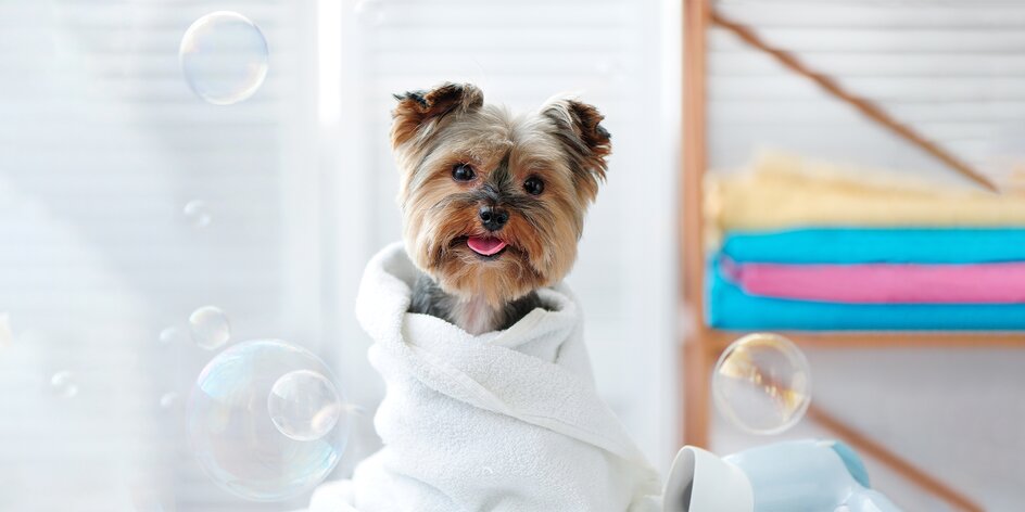Jarný wellness pre psíka: Strihanie, česanie a kúpanie