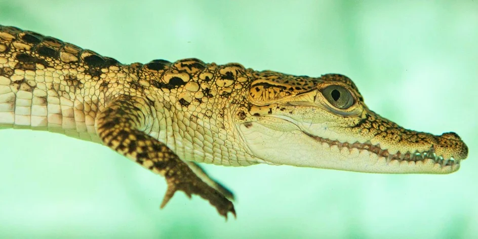 Nakŕmte krokodíly: VIP vstupenka do KROKODÝLÍ ZOO v Prahe