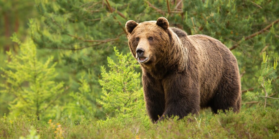 Zážitkové pozorovanie medveďov v Západných Tatrách so sprievodcom