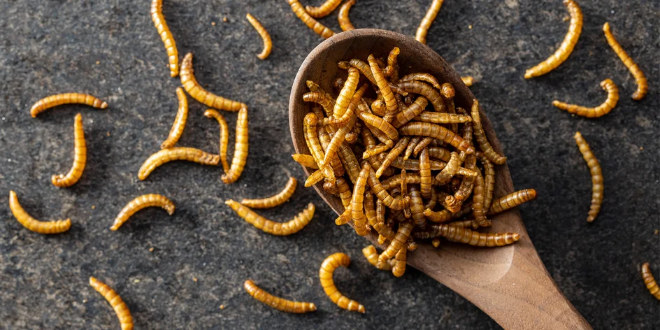 Sušené červíky so soľou, cesnakom alebo chilli