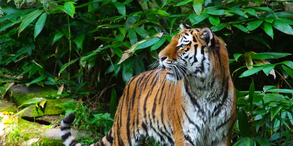 Delfinárium v Zoo Norimberg a EuropaPark