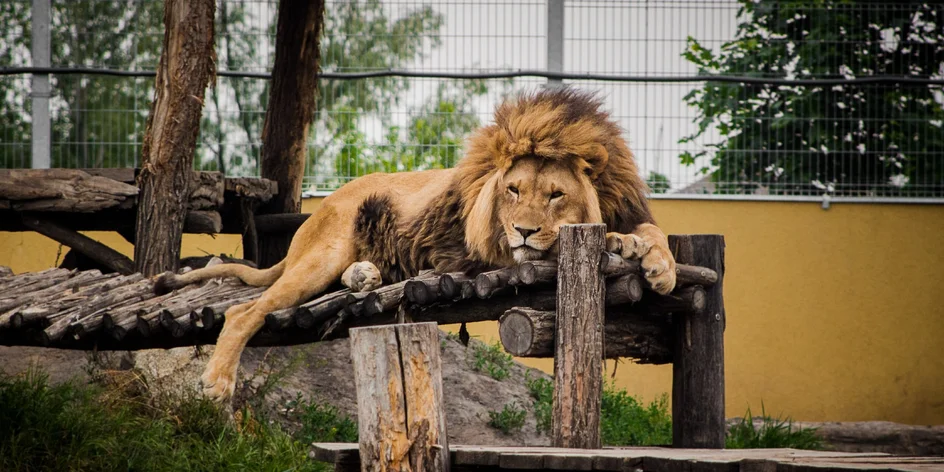 Vstupenky do zoo plnej kráľovských šeliem