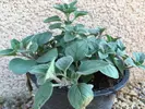 Sadenica bylinky Grécke oregano
