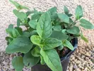 Sadenica bylinky Oregano