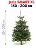 Vianočný stromček - Kaukazská jedľa (Smart XL)