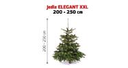Vianočný stromček - Kaukazská jedľa (Elegant XXL)