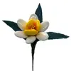 Narcis