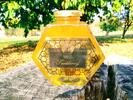 Luxusná edícia - Facéliový med