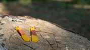 Náušnice Mr. Sunshine | Žltá