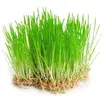 30 g Semená na klíčenie (mladý jačmeň)