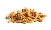 50 g Semená na klíčenie (pšenica)