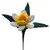 Narcis