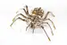 Mechanický model "Spider"