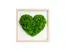 Machový obraz na stenu "Moss Heart Green"